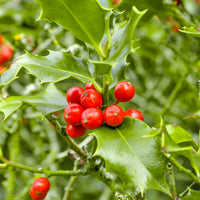 Arbustes fleuris - Houx commun - Ilex aquifolium