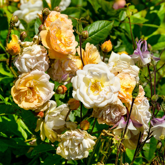 Rosier Ghislaine de Féligonde - Bakker