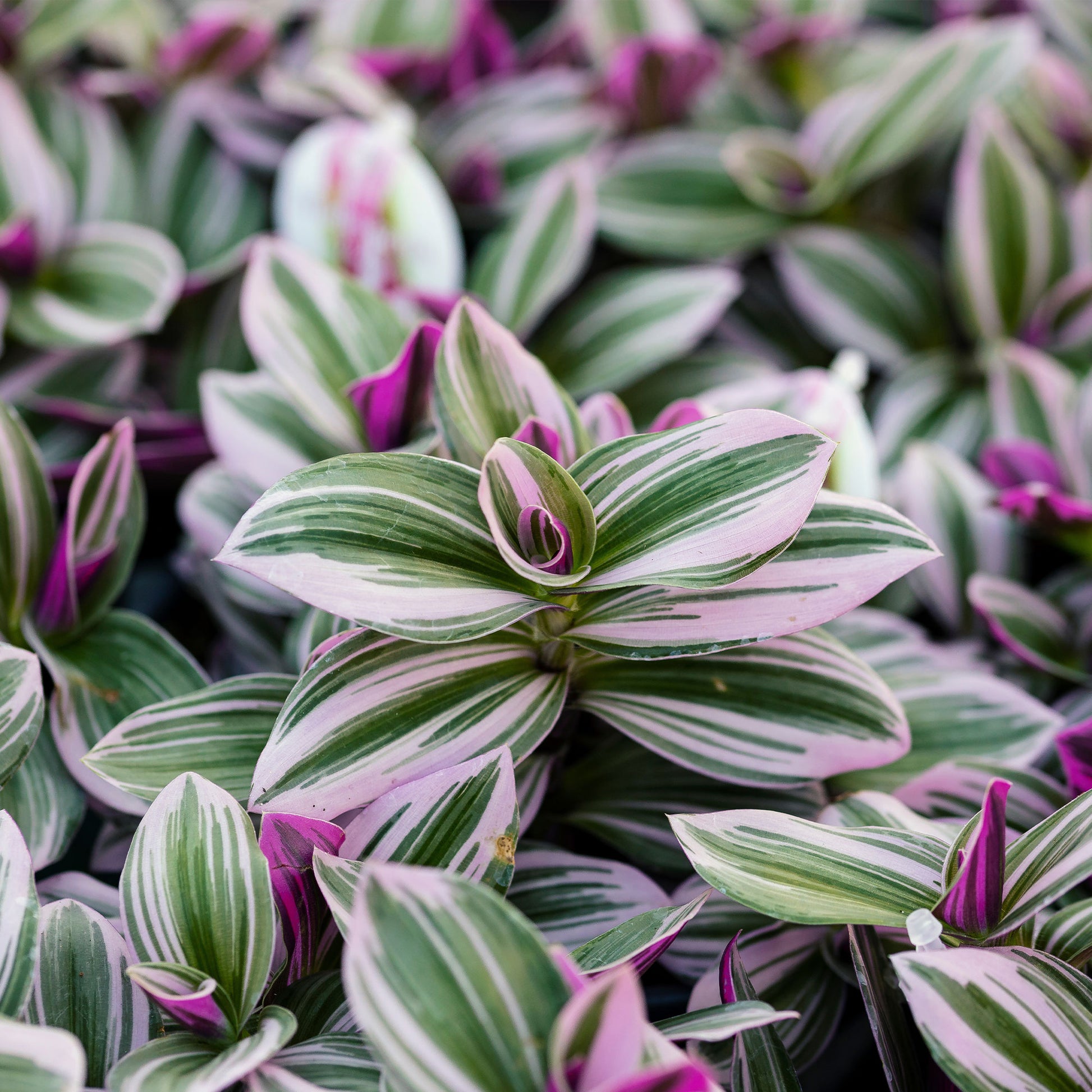 Plantes suspendues d'intérieur - Misère à fleurs blanches Nanouk - Tradescantia Nanouk