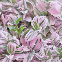 Misère à fleurs blanches Nanouk - Tradescantia Nanouk - Bakker
