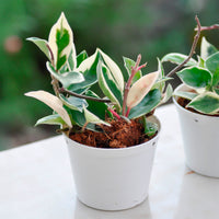 Plante de cire - Hoya carnosa Krimson Queen - Bakker