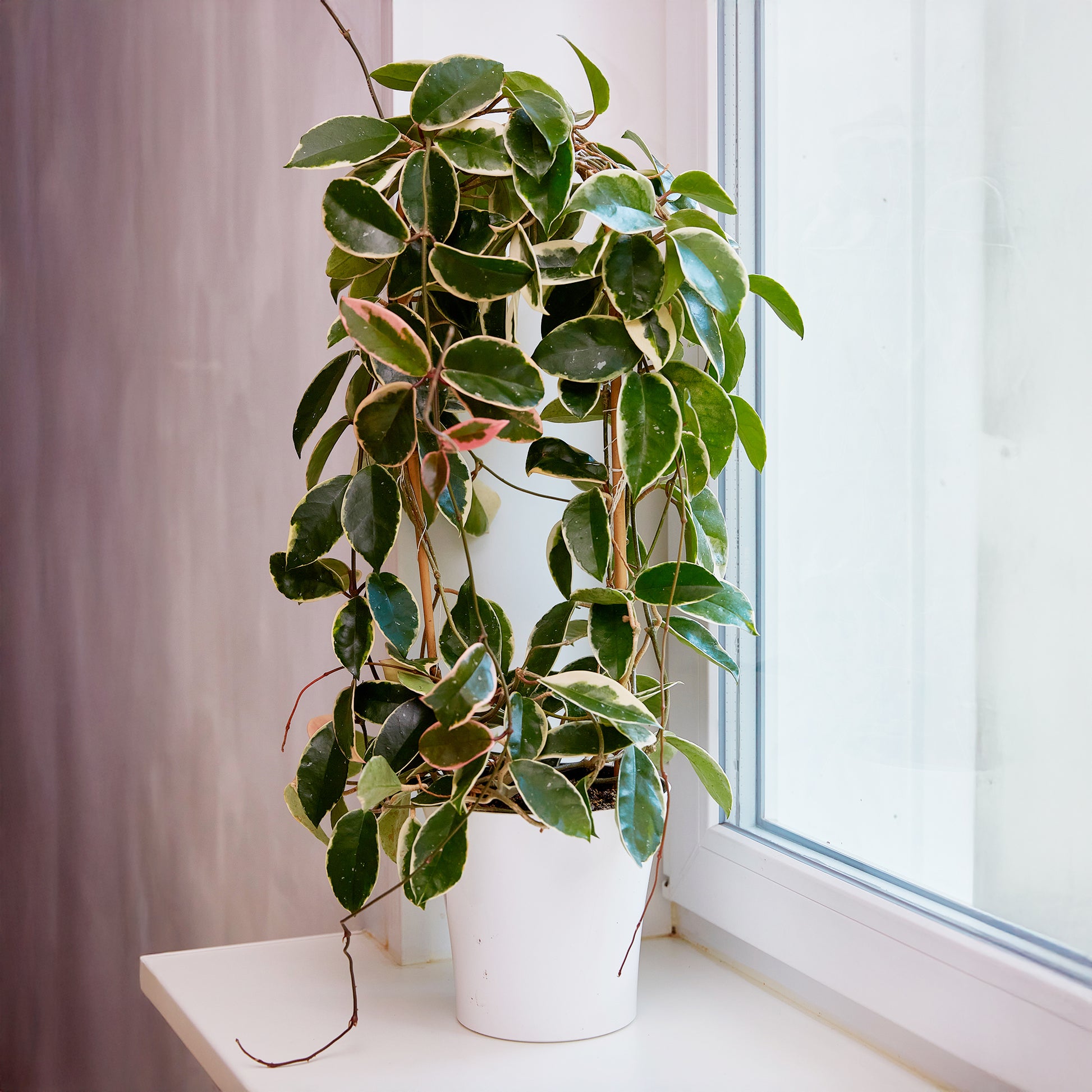 Hoya carnosa Krimson Queen - Plante de cire - Plantes suspendues d'intérieur