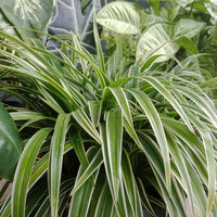 Chlorophytum comosum Ocean - Phalangère Ocean - Chlorophytum