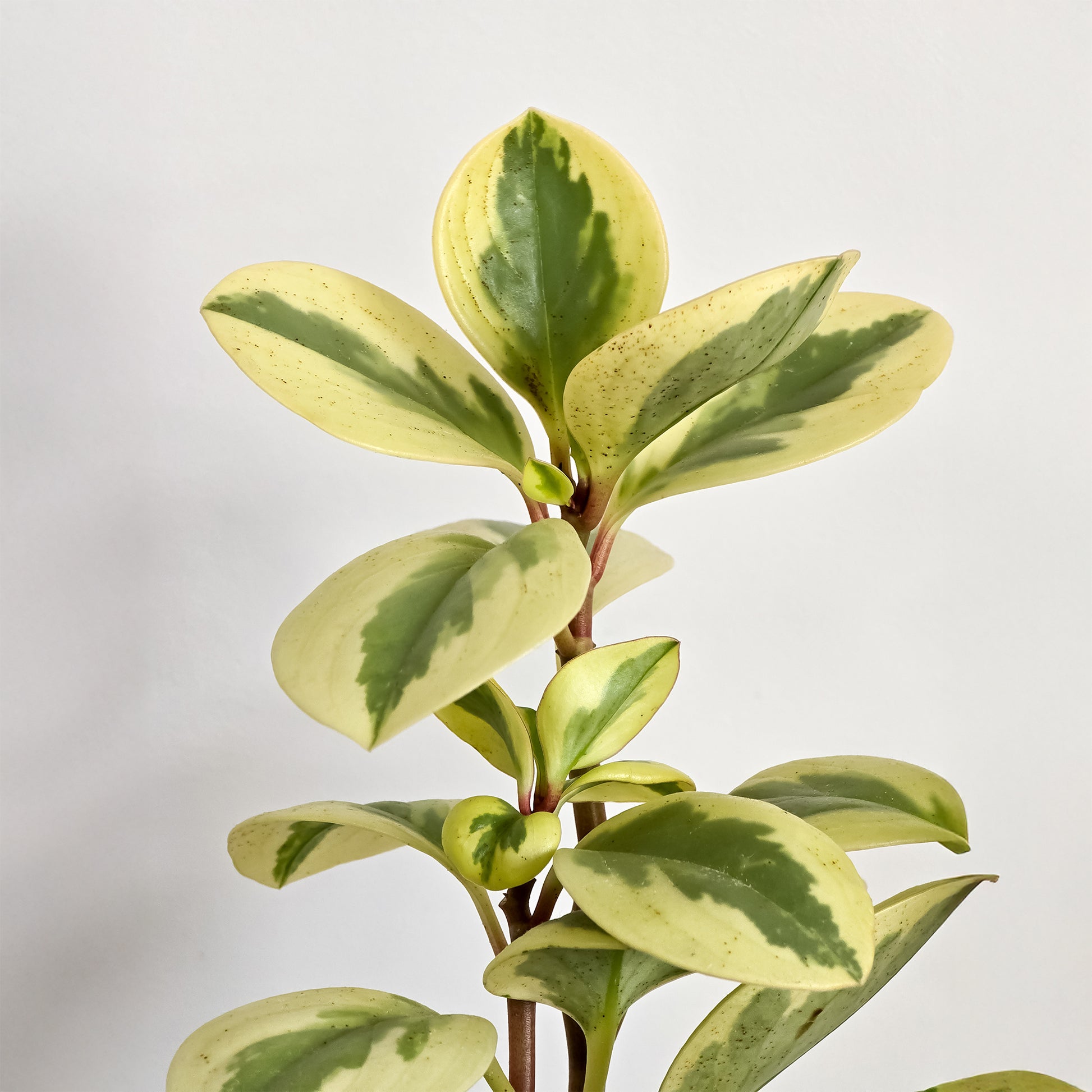 Pépéromie Obtipan Bicolor - Bakker