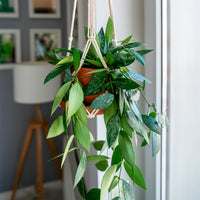 Plantes suspendues d'intérieur - Hoya Gracilis - Hoya carnosa Gracilis