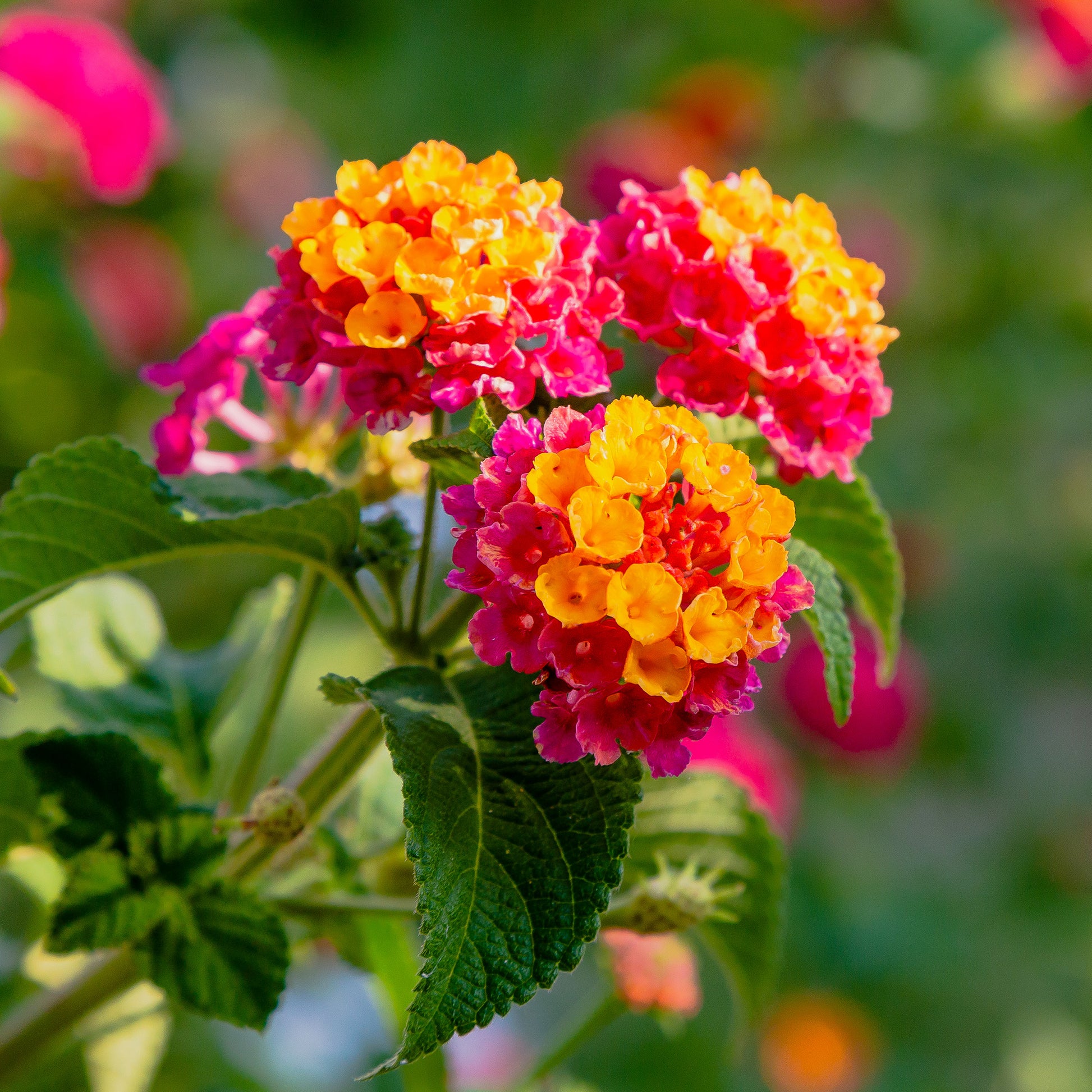 Lantana Passionfruit - 3 Lantana Passionfruit - Fleurs pour terrasses et balcons