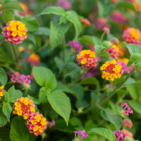 Fleurs pour terrasses et balcons - 3 Lantana Passionfruit - Lantana Passionfruit
