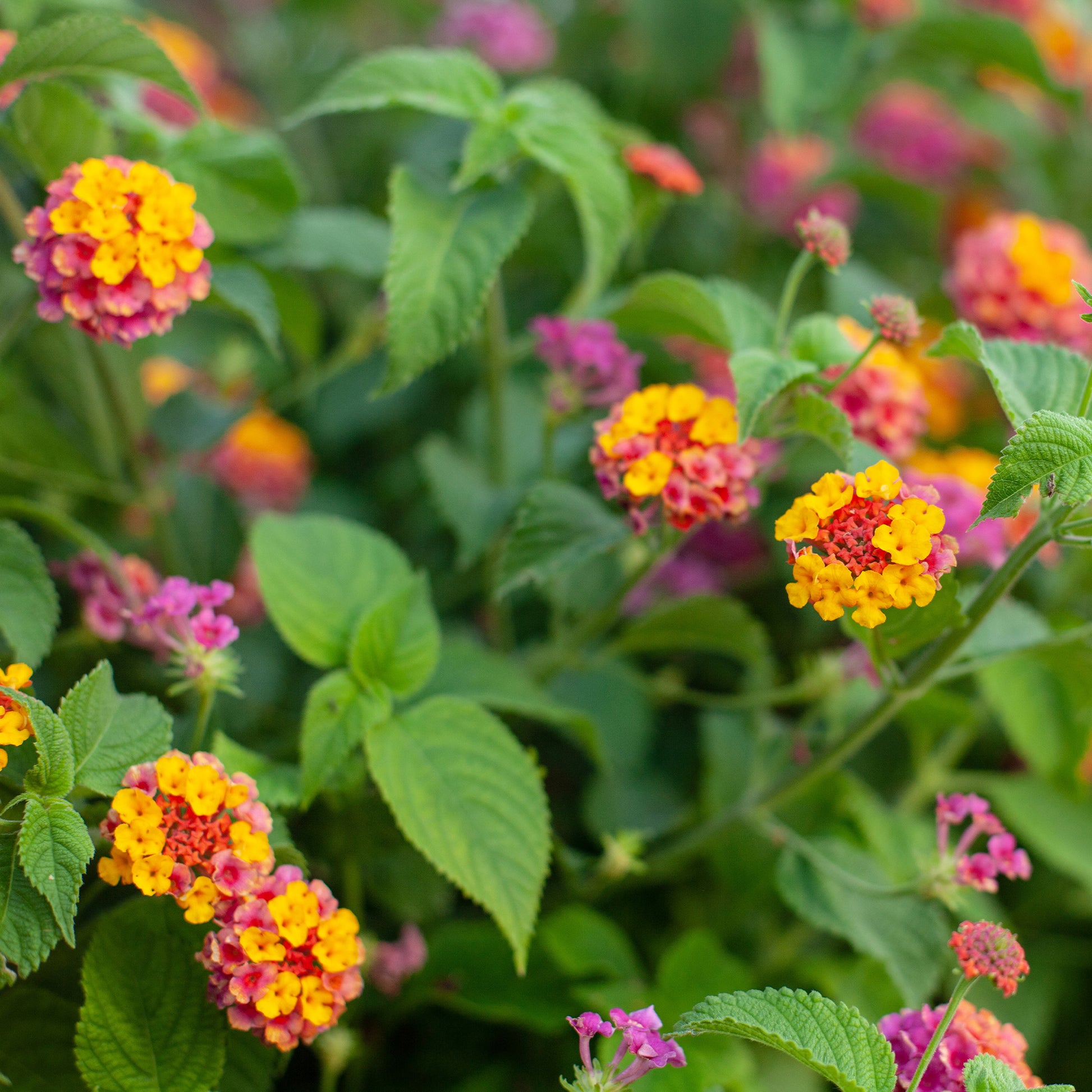 Fleurs pour terrasses et balcons - 3 Lantana Passionfruit - Lantana Passionfruit
