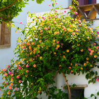 Vente 3 Lantana Passionfruit