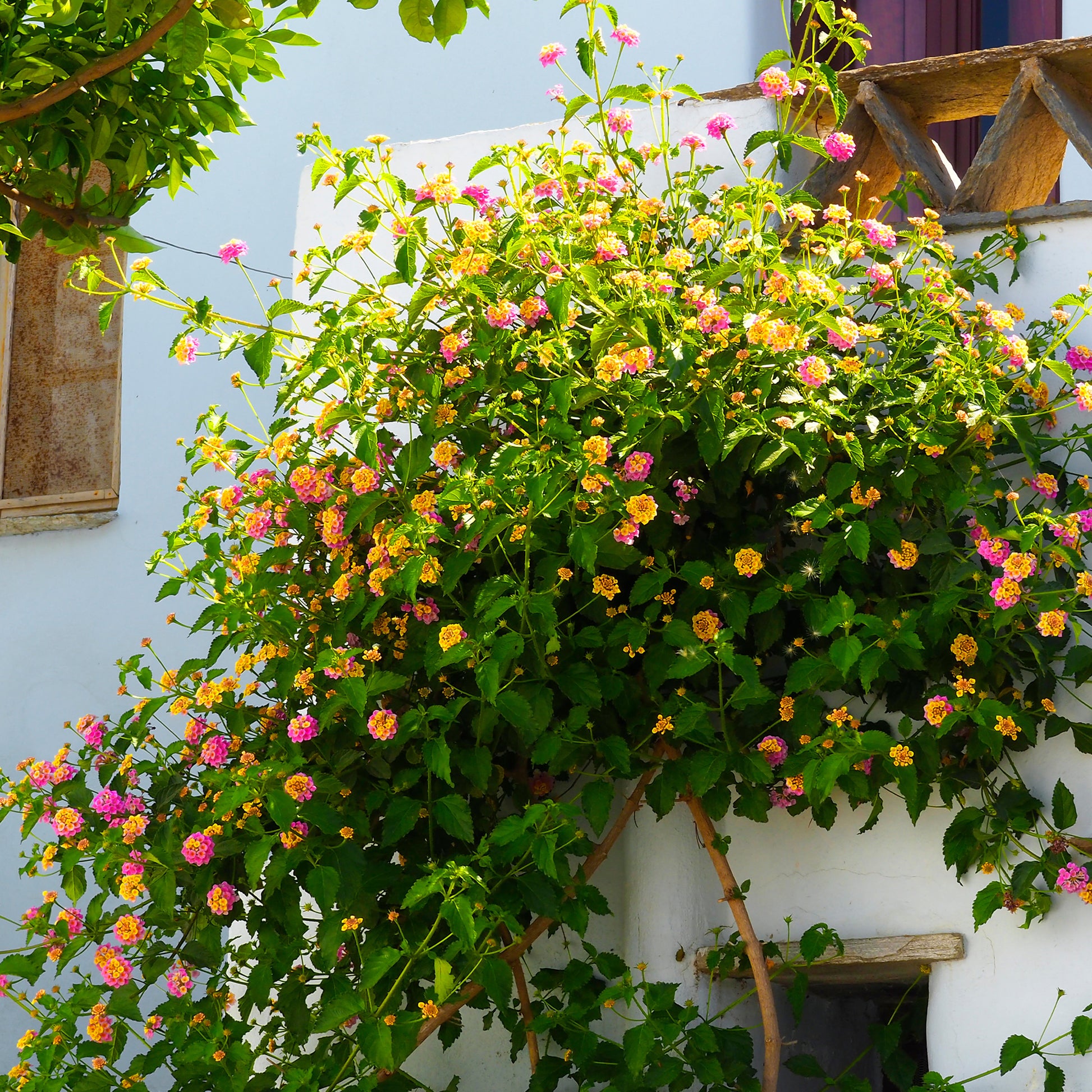 Vente 3 Lantana Passionfruit
