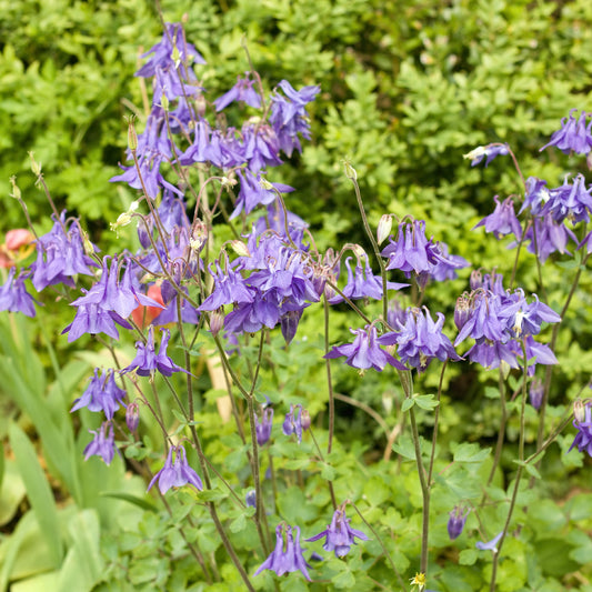 Ancolie des jardins - Aquilegia vulgaris - Bakker