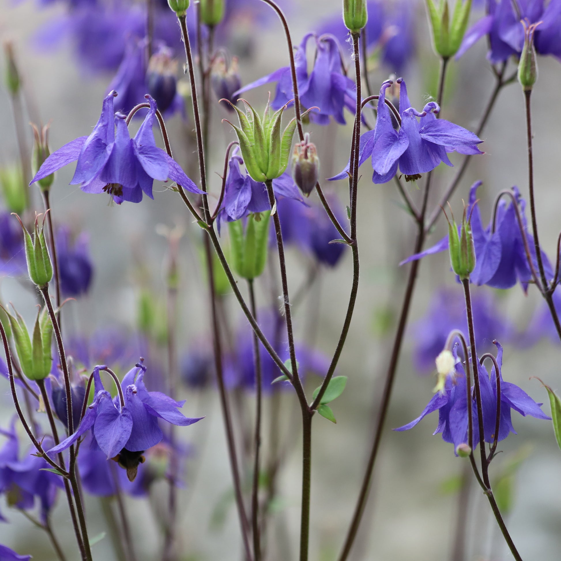 Aquilegia vulgaris - Ancolie des jardins - Ancolie