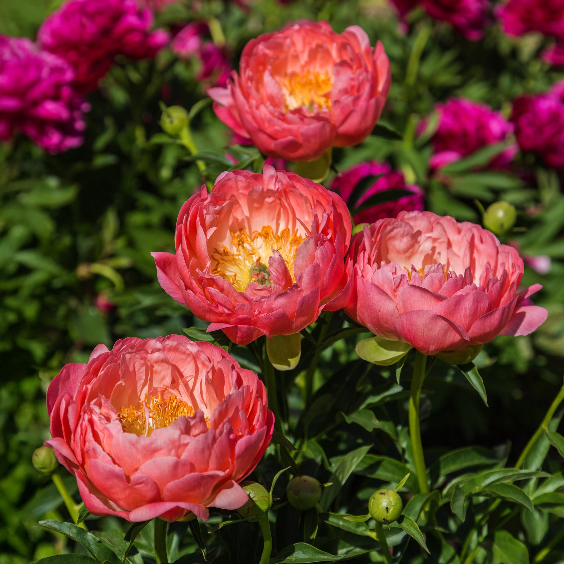 Pivoine Coral Charm - Paeonia lactiflora Coral Charm - Bakker