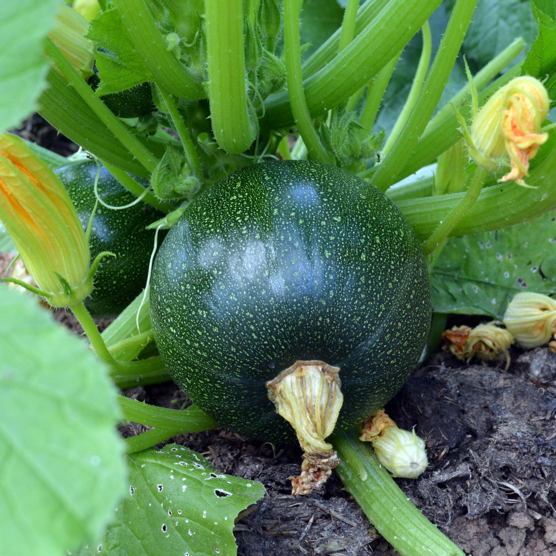 Graines de courgettes - Courgette Eight Ball F1 - Cucurbita pepo