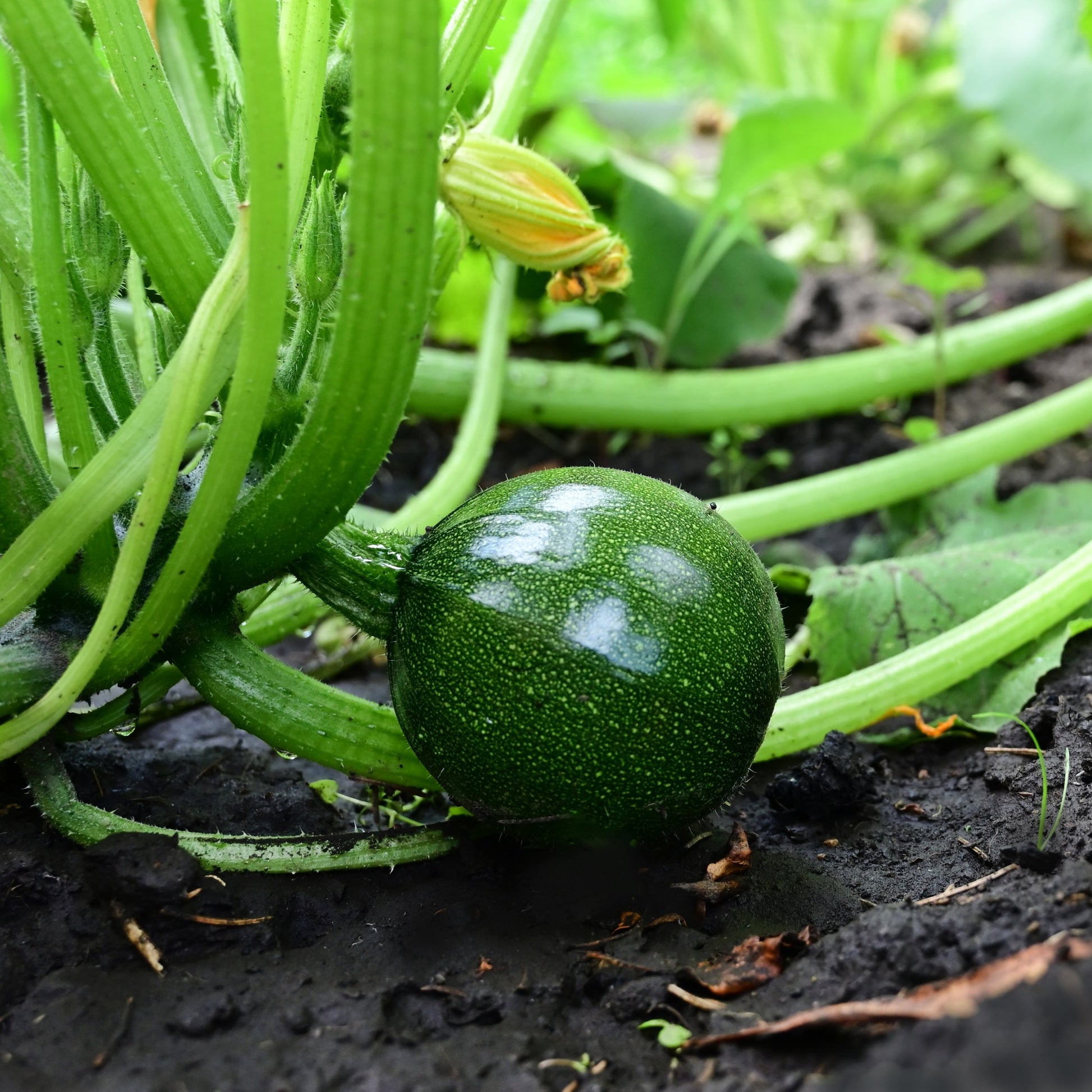 Courgette Eight Ball F1 - Cucurbita pepo - Bakker