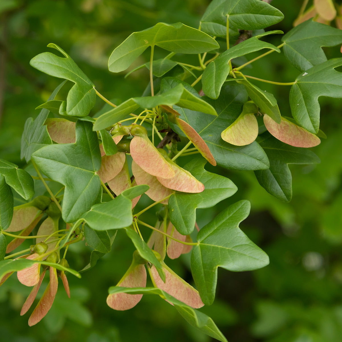 Vente Erable de Montpellier - Acer monspessulanum