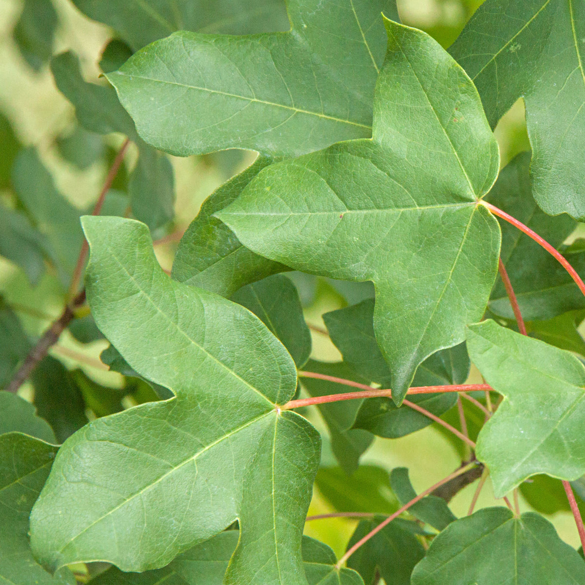 Érable - Erable de Montpellier - Acer monspessulanum