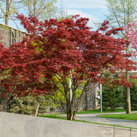 Érable du Japon pourpre - Acer palmatum Atropurpureum - Bakker