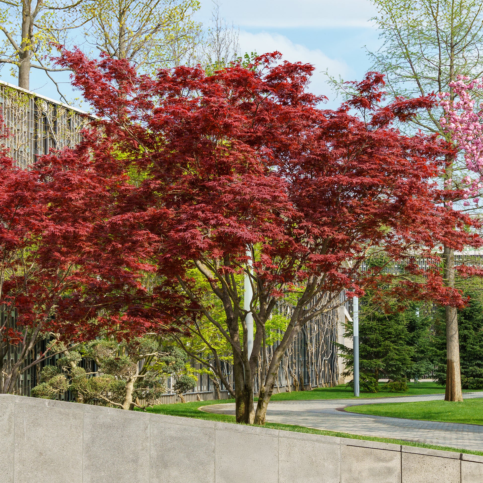 Érable du Japon pourpre - Acer palmatum Atropurpureum - Bakker