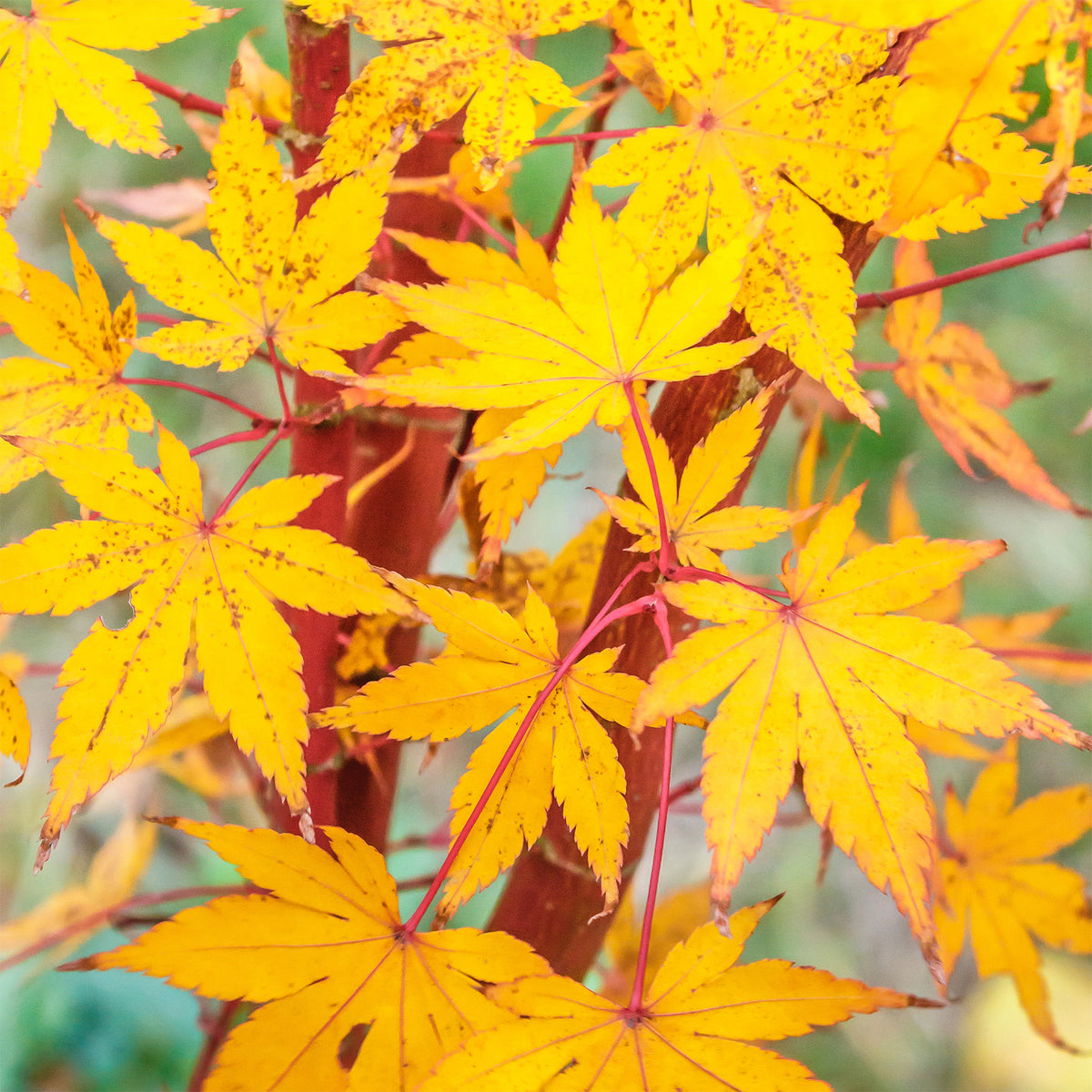 Érable du Japon - Erable du Japon Sango-kaku - Acer palmatum Sangokaku
