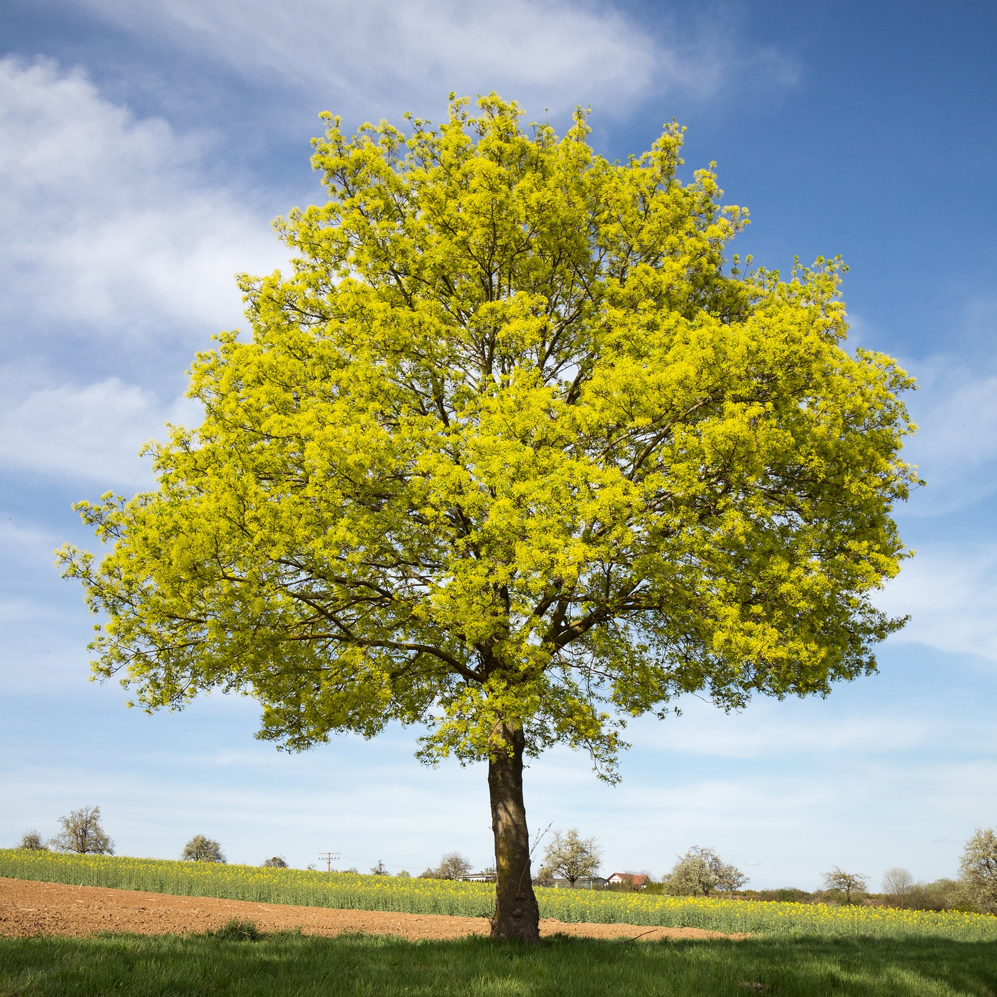 Erable plane - Acer platanoides - Bakker