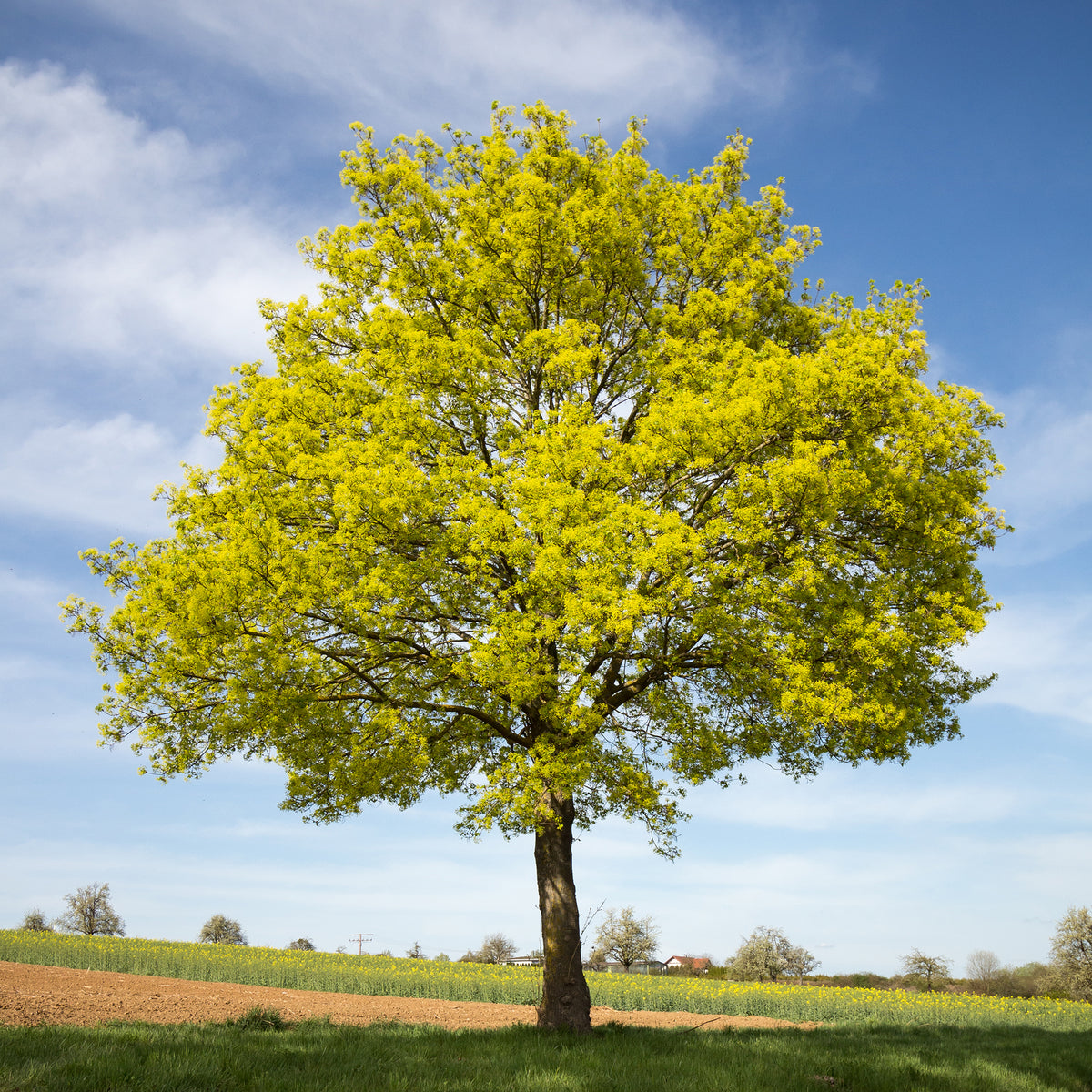 Acer platanoides - Erable plane - Érable