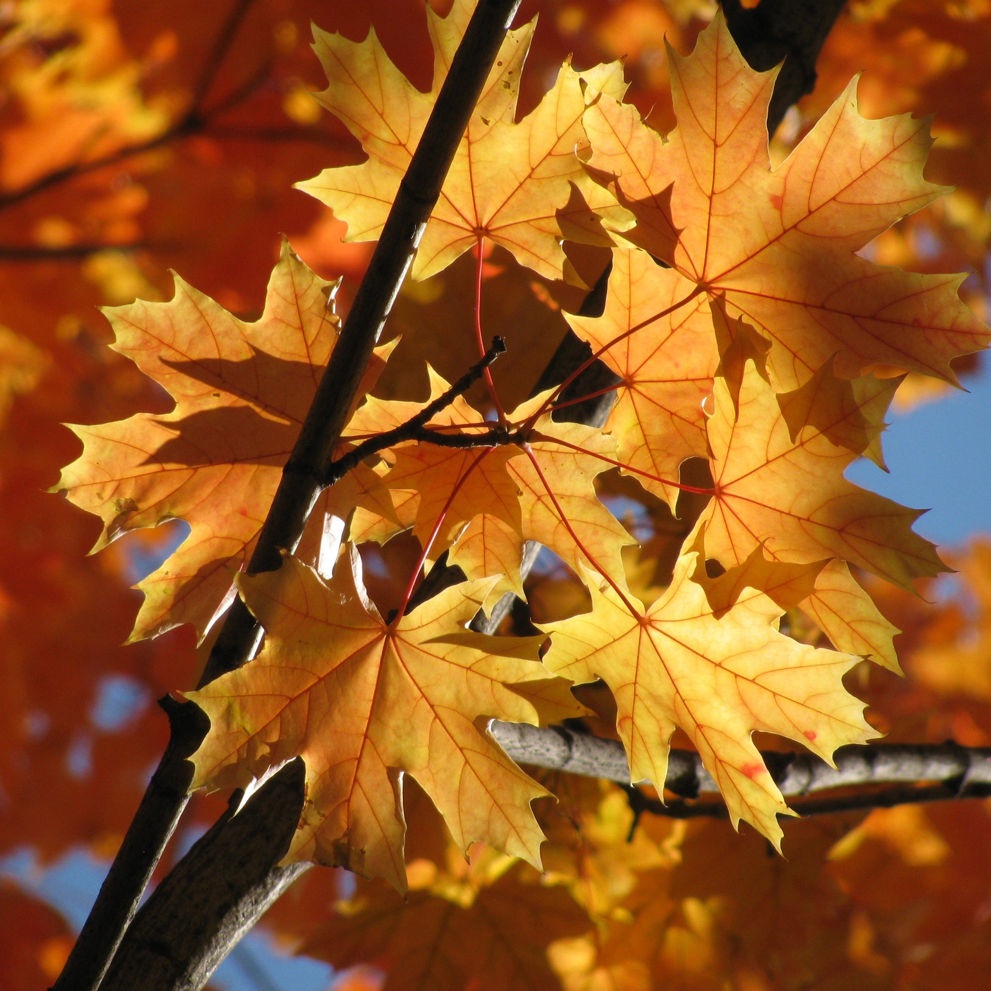 Érable - Erable plane - Acer platanoides