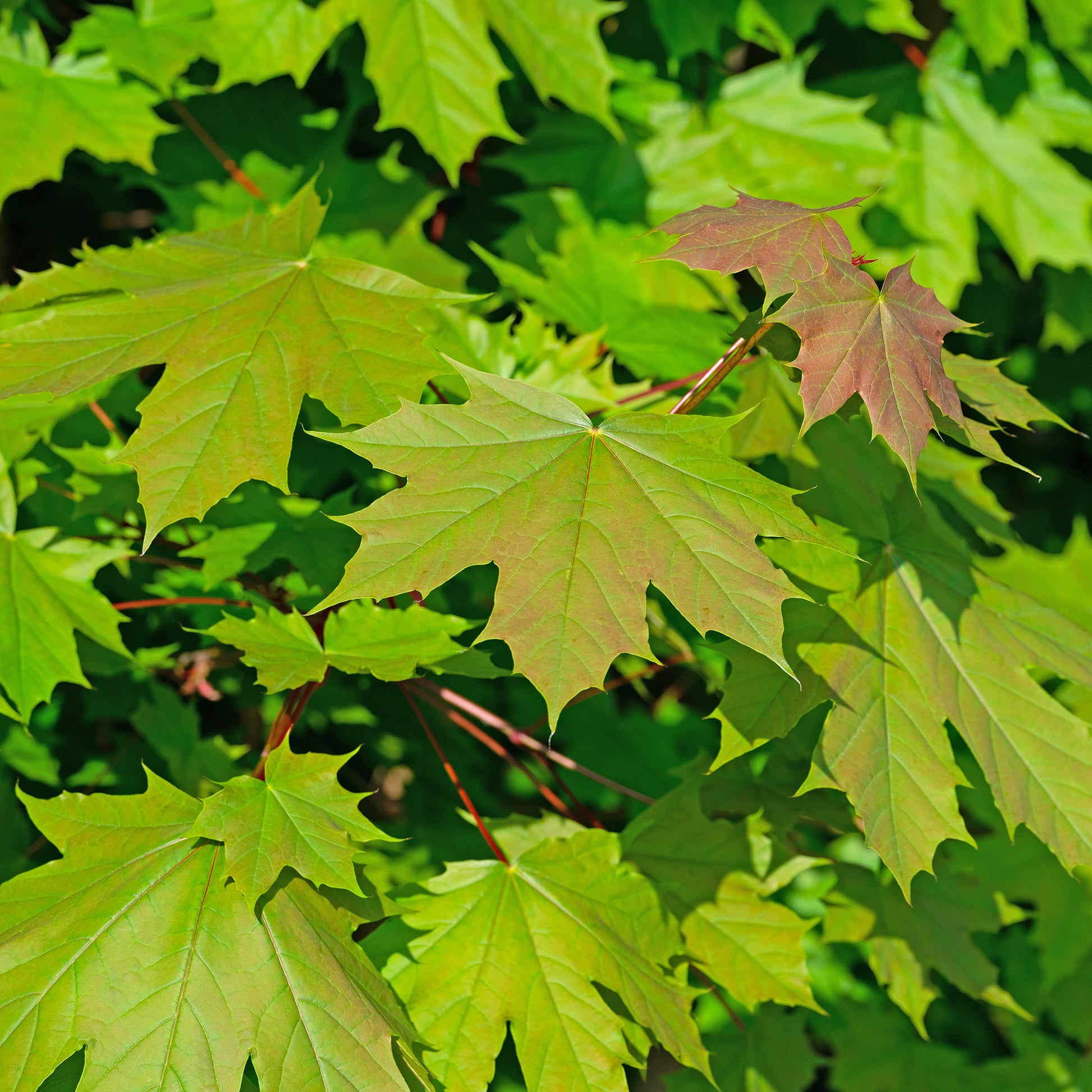 Acer platanoides - Erable plane - Érable