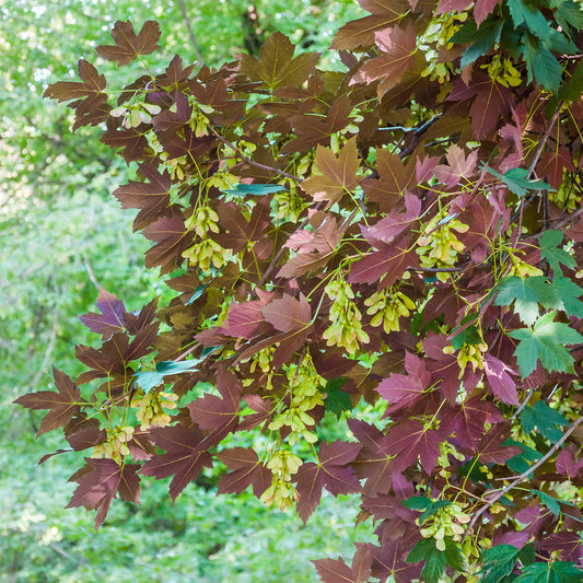 Erable sycomore Atropurpureum - Bakker