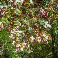 Erable sycomore Atropurpureum - Bakker
