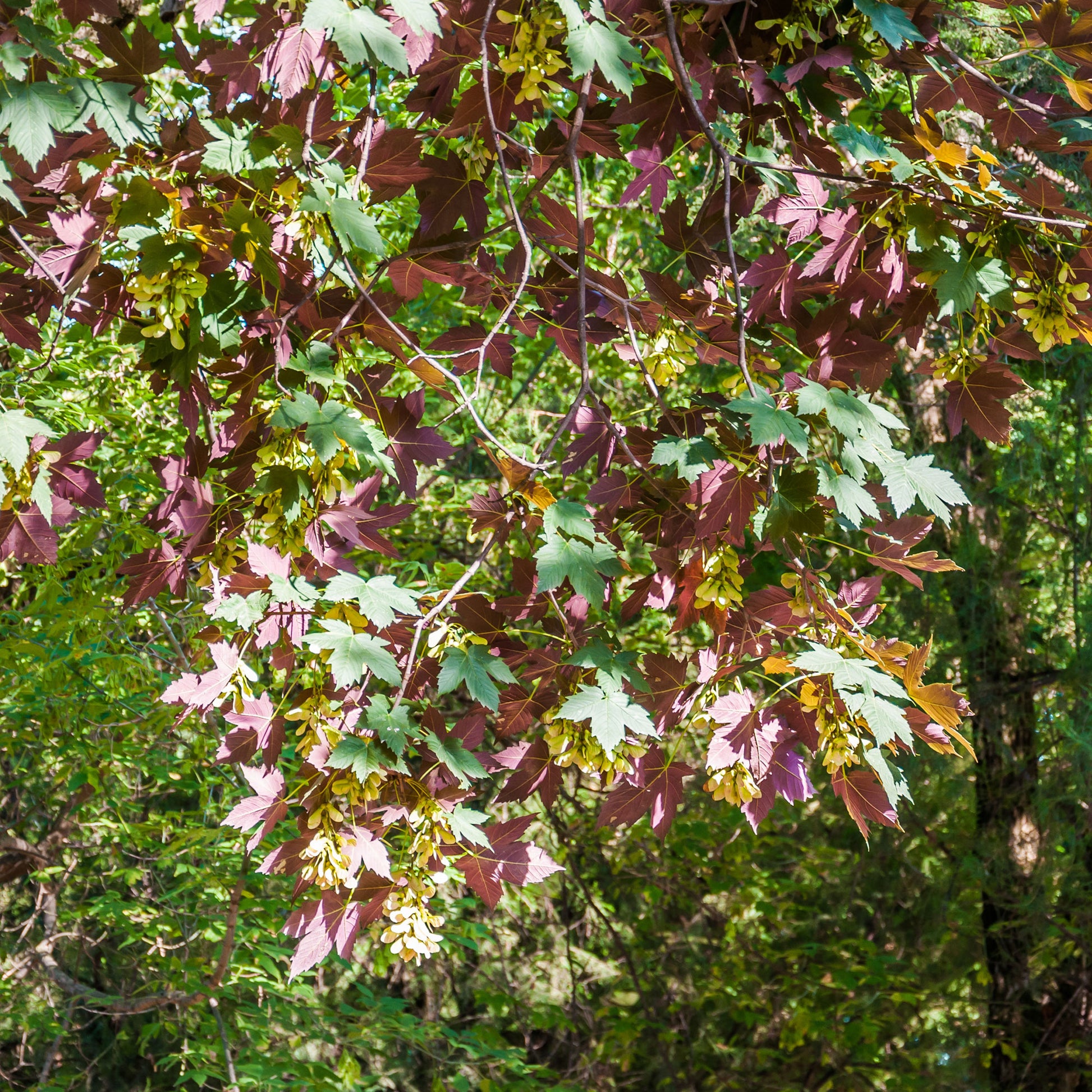 Erable sycomore Atropurpureum - Bakker