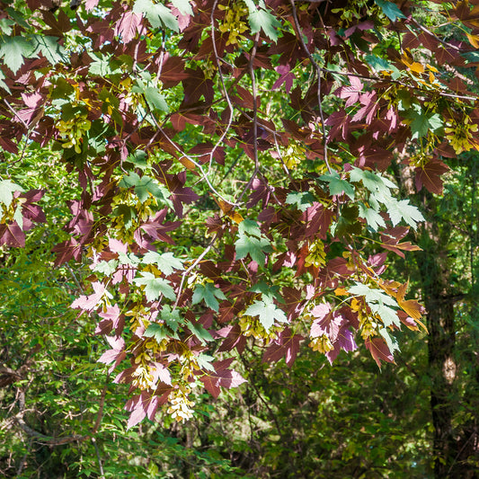 Erable sycomore Atropurpureum - Bakker