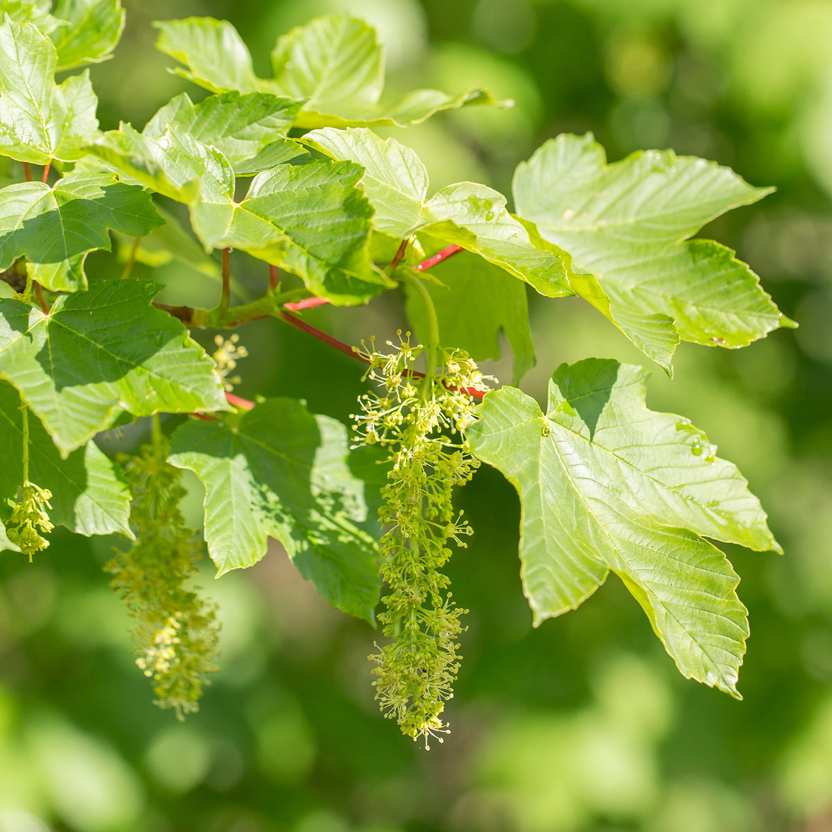 Érable - Erable sycomore - Acer pseudoplatanus