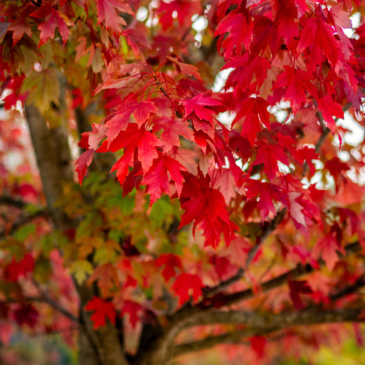 Erable argenté - Acer saccharinum - Bakker