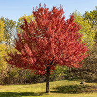Erable argenté - Bakker