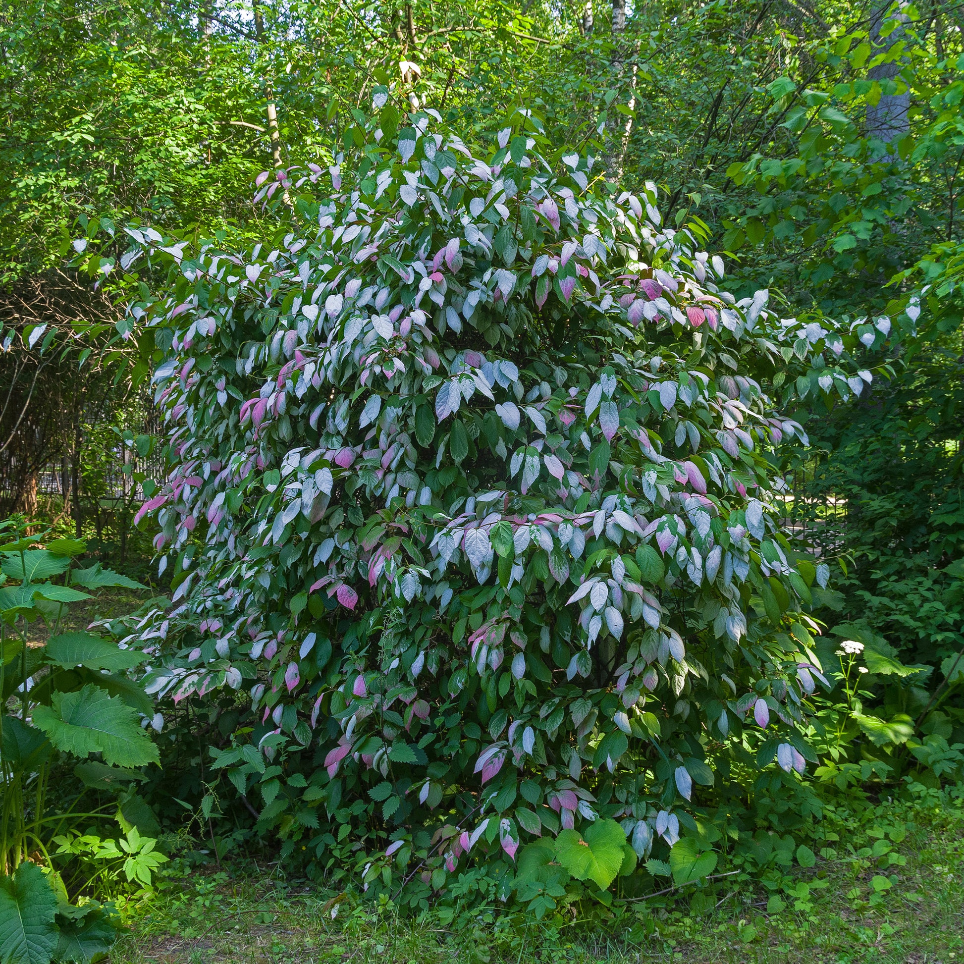 Actinidia kolomikta - Kiwi arctique - Plantes grimpantes