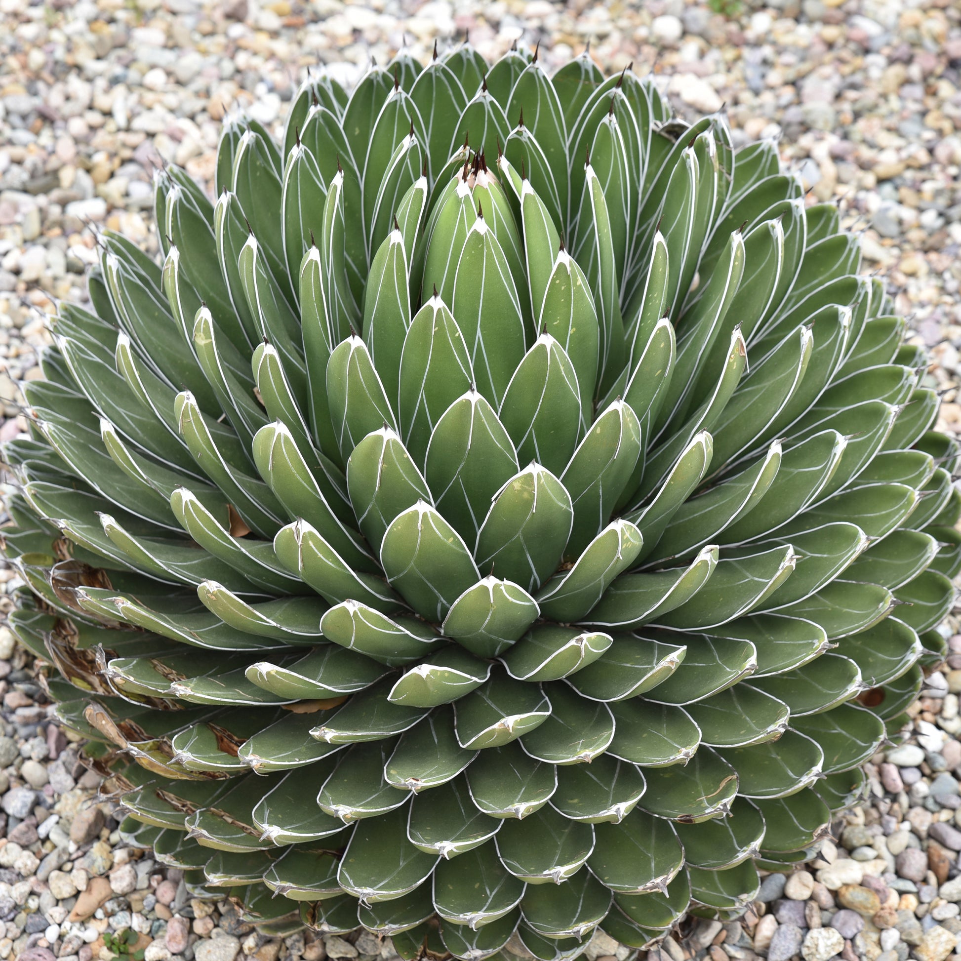 Vente Agave de la Reine Victoria - Agave victoriae reginae