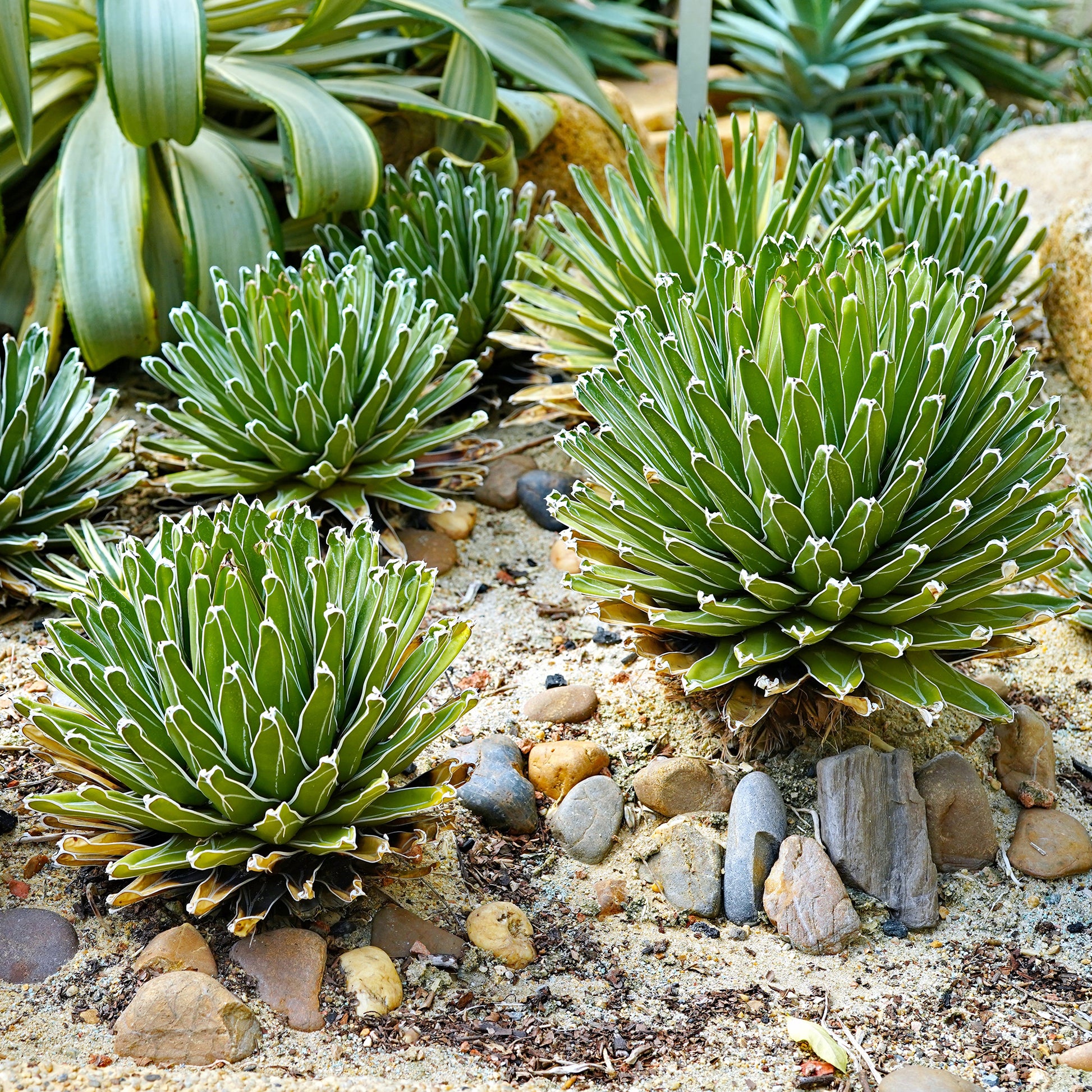 Agave - Agave de la Reine Victoria - Agave victoriae reginae