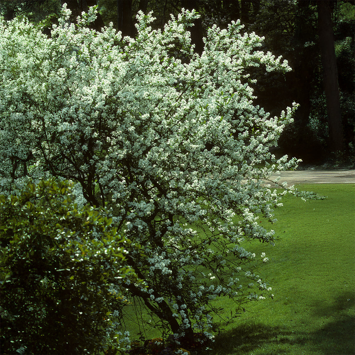 Vente Amélanchier du Canada - Amelanchier canadensis