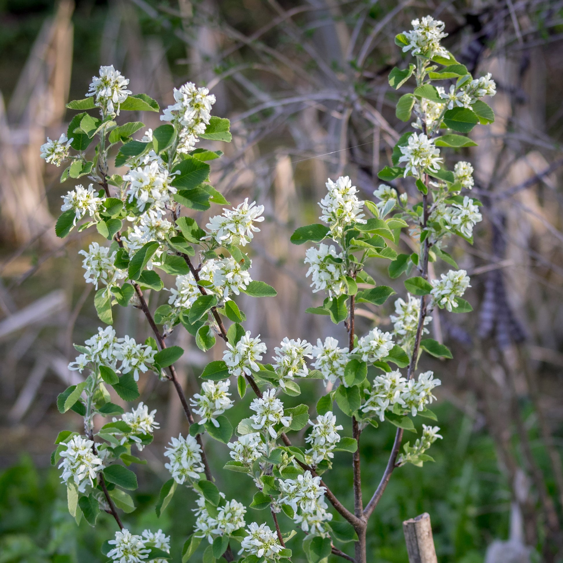 Vente Amélanchier du Canada - Amelanchier canadensis