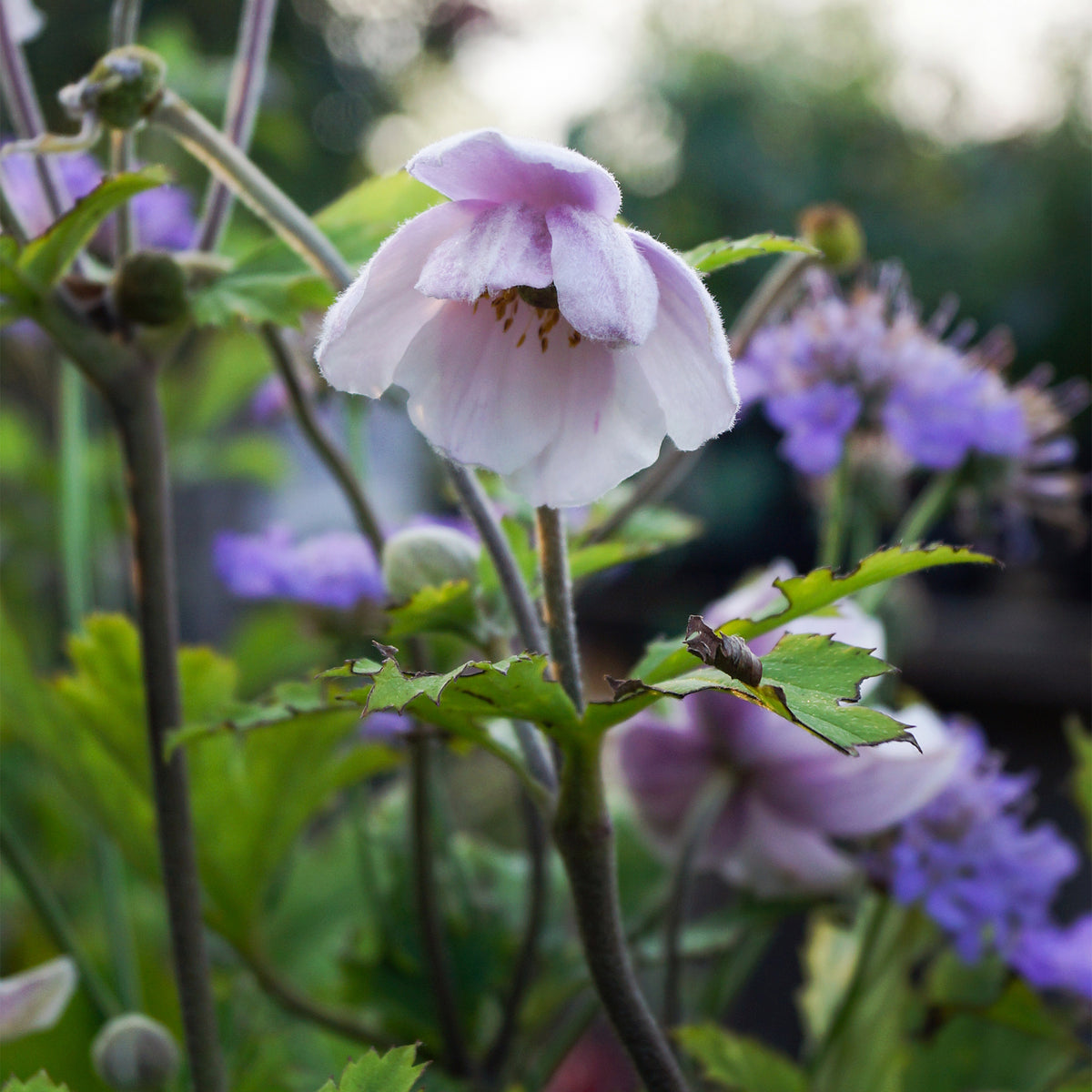 Anemone Ruffled Swan - Anémone du Japon Ruffled Swan - Plantes vivaces