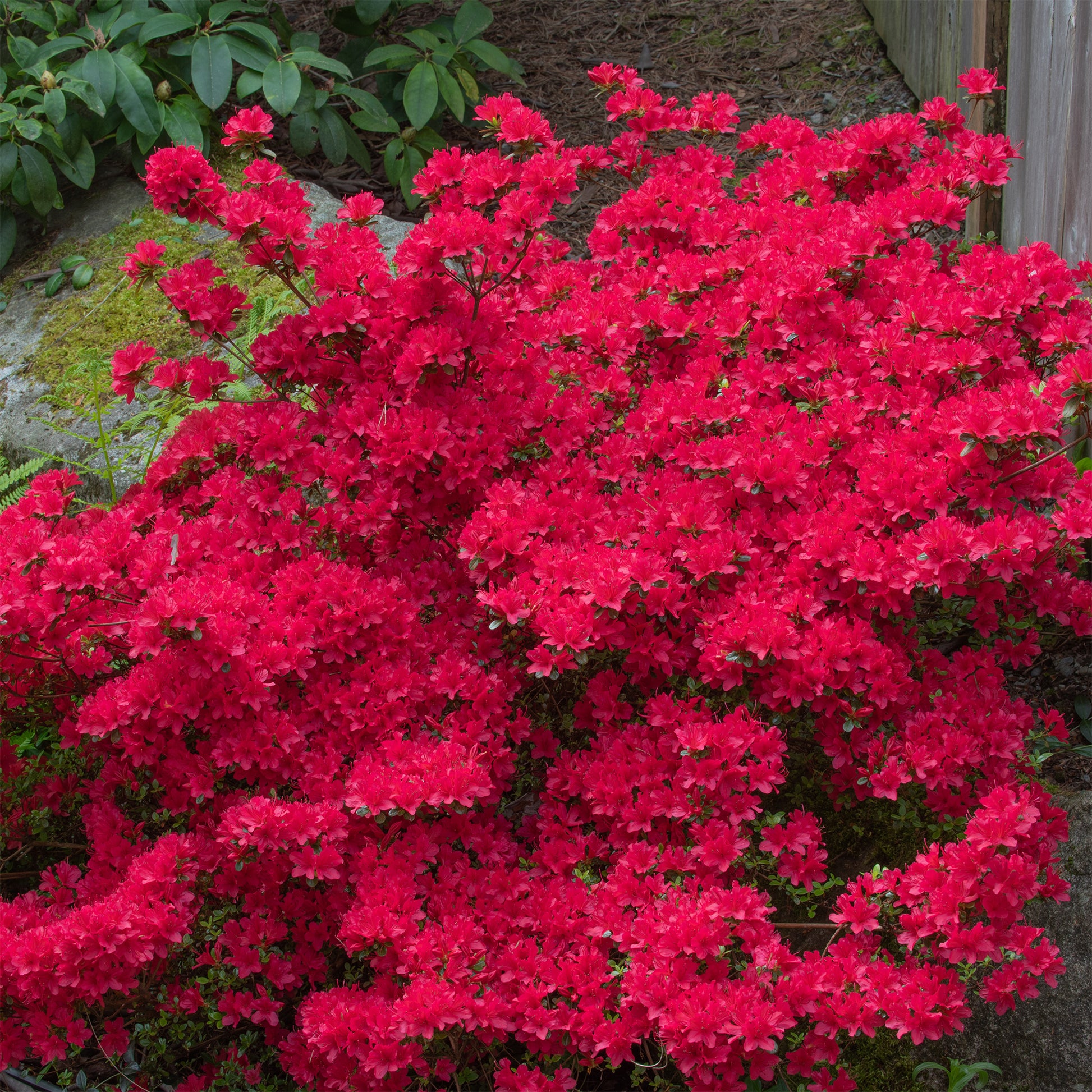 Azalée du Japon Hino Crimson - Azalea japonica Hino Crimson - Bakker