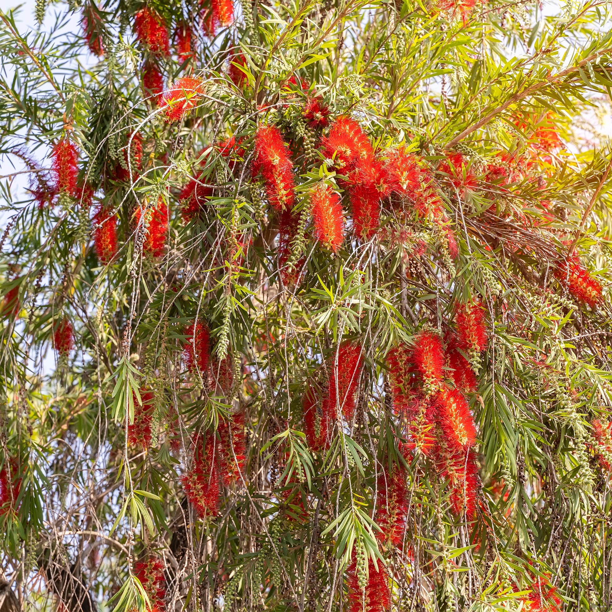 Rince-bouteille rouge - Callistemon rigidus - Bakker