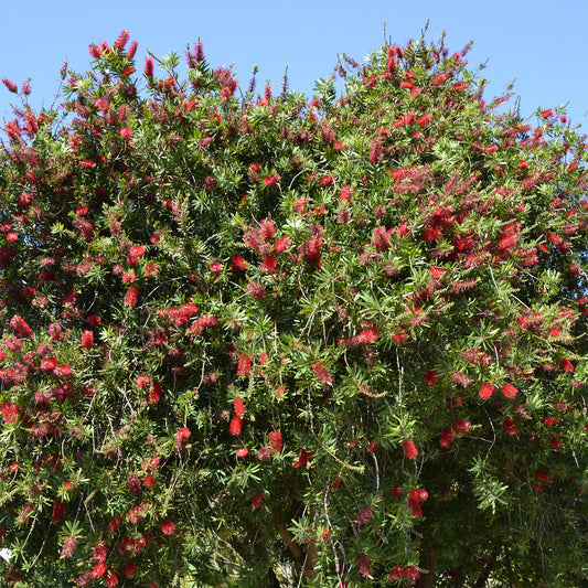 Rince-bouteille rouge - Bakker