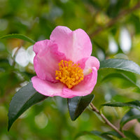 Camélia d'automne - Bakker