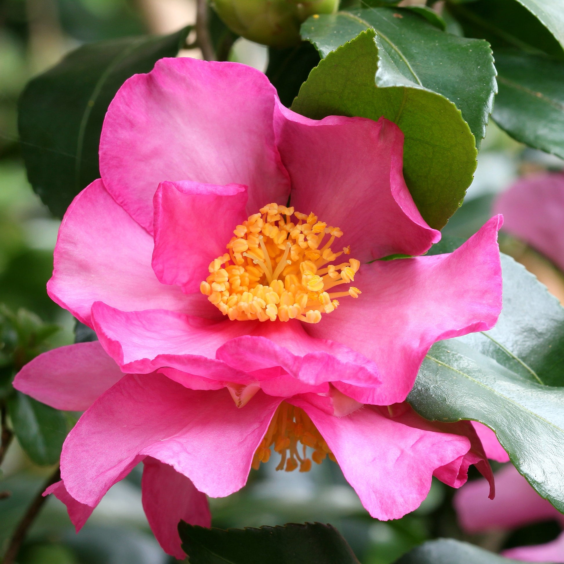 Camélia d'automne - Camellia sasanqua - Bakker