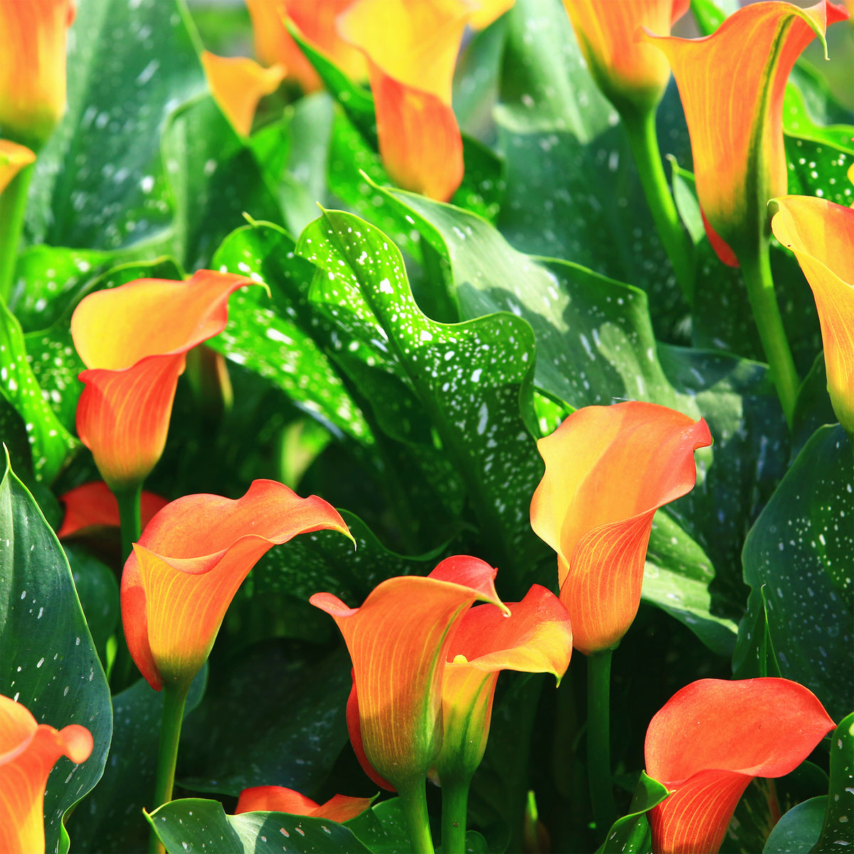 2 Calla Peach Pearl - Canna Peach Pearl - Bakker