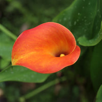 Canna Peach Pearl - 2 Calla Peach Pearl - 