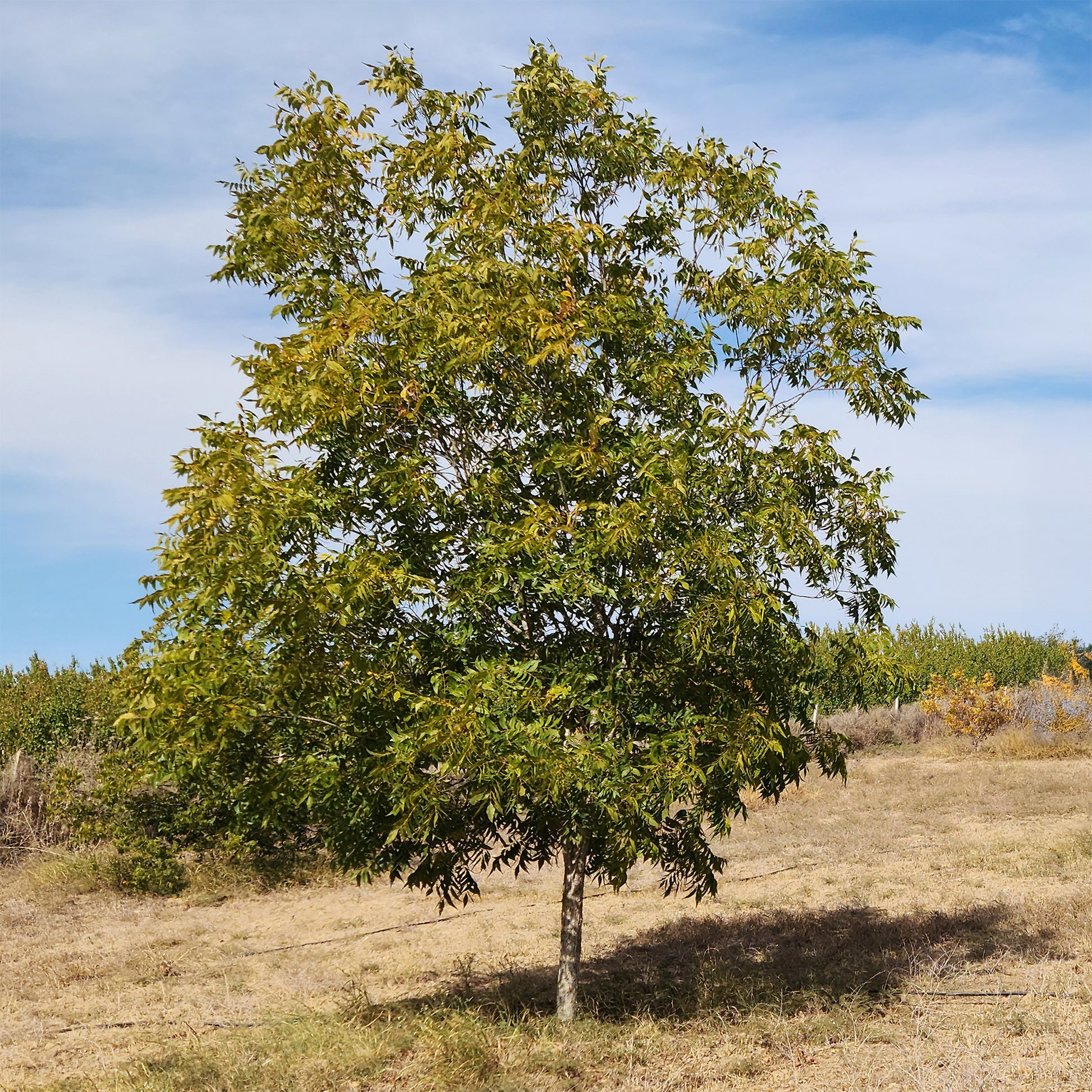 Pacanier - Carya illinoinensis - Bakker