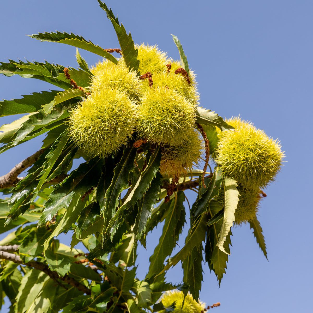 Castanea sativa Marsol - Châtaignier Marsol - Châtaignier
